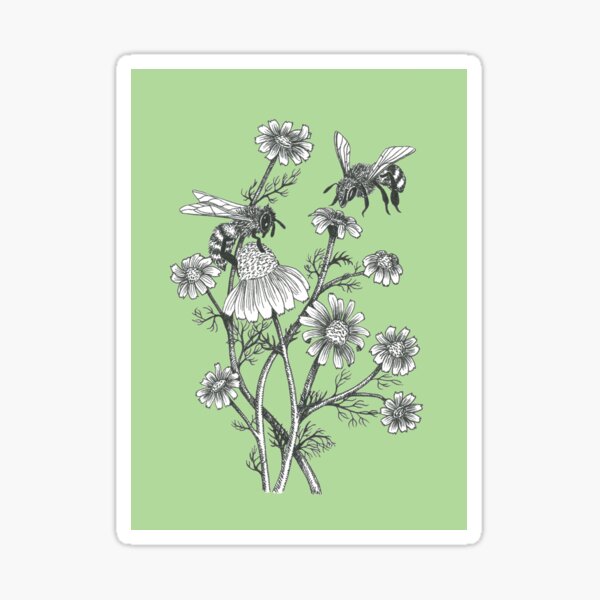 bees and chamomile on succulent green background Sticker