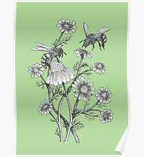 bees and chamomile on succulent green background Poster