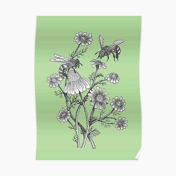 bees and chamomile on succulent green background Poster