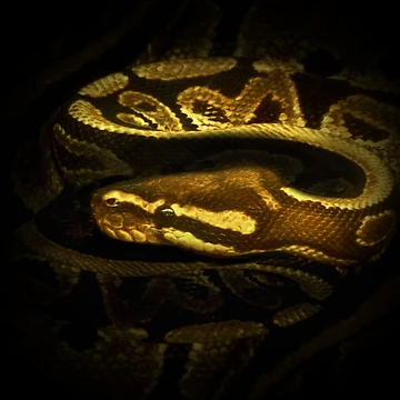 Artwork thumbnail, Python by Guardi71