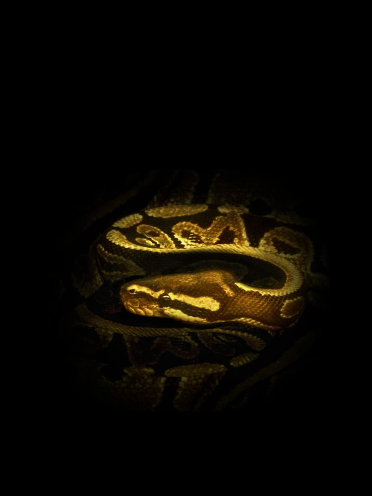 Thumbnail 4 of 4, iPhone Case, Python designed and sold by Guardi71.