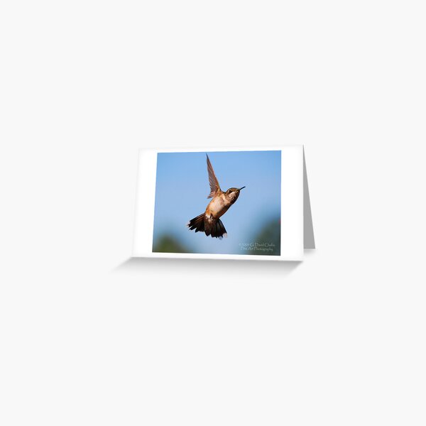 Hummingbird 5 Greeting Card