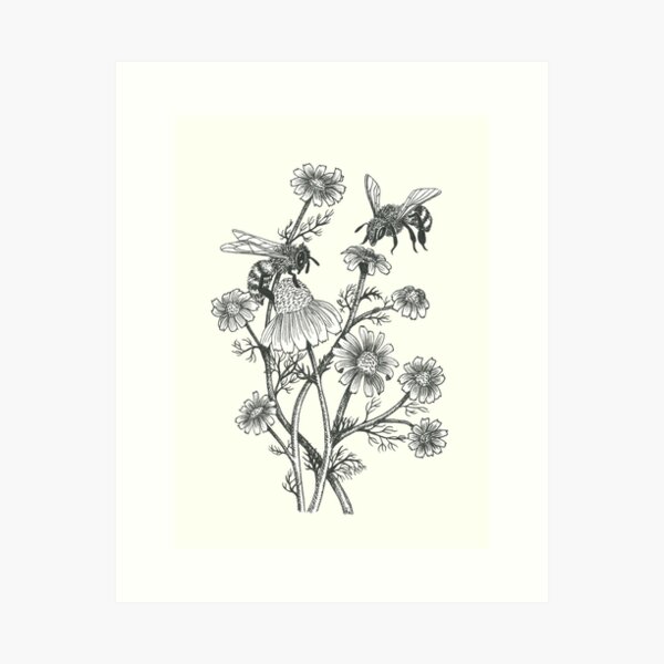 bees and chamomile on offwhite background Art Print