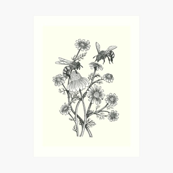 bees and chamomile on offwhite background Art Print