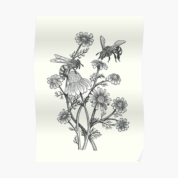 bees and chamomile on offwhite background Poster