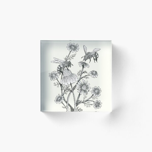 bees and chamomile on offwhite background Acrylic Block