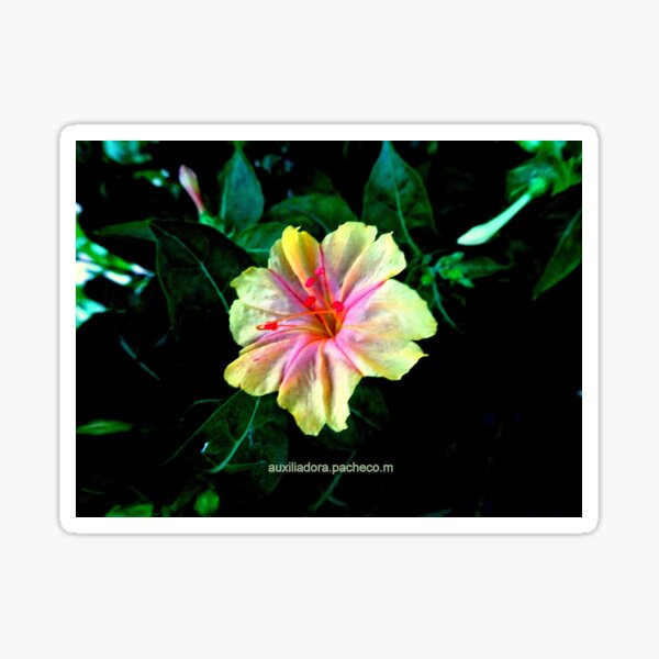 Dompedro amarillo y rosa - Flor maravilla amarilla y rosa - Yellow and pink Mirabilis jalapa 1 Pegatina
