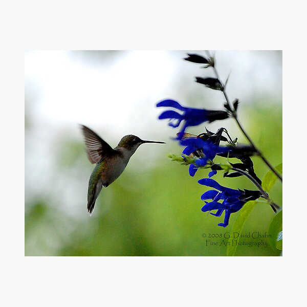 Hummingbird 8 Photographic Print