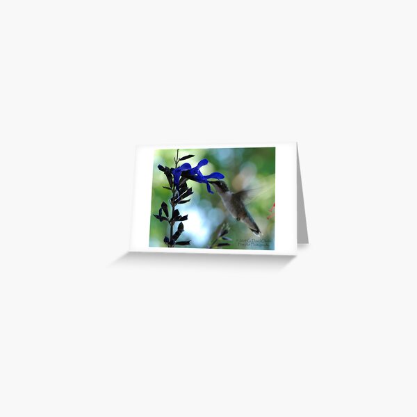 Hummingbird 9 Greeting Card