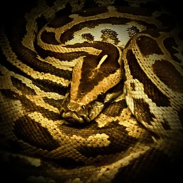 Artwork thumbnail, Python by Guardi71