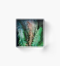 Fern on Whidbey Island, WA Acrylic Block