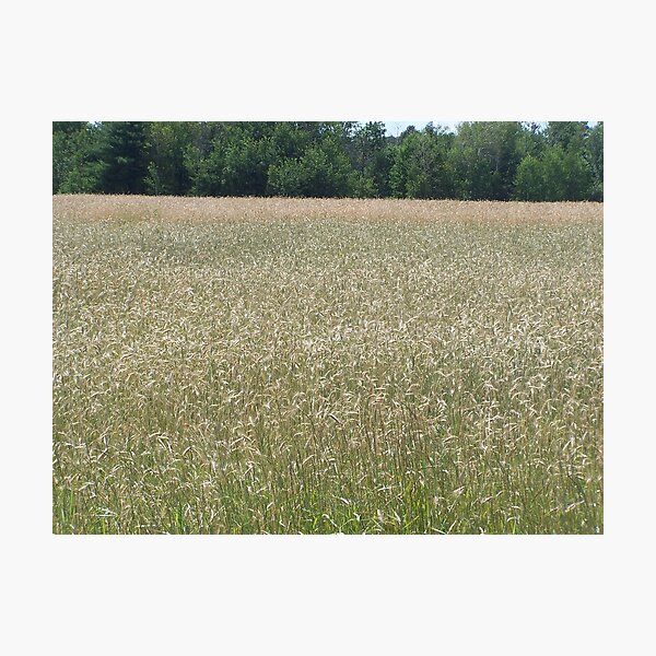 Item preview, Golden Field designed and sold by Stephanie Lawrence.