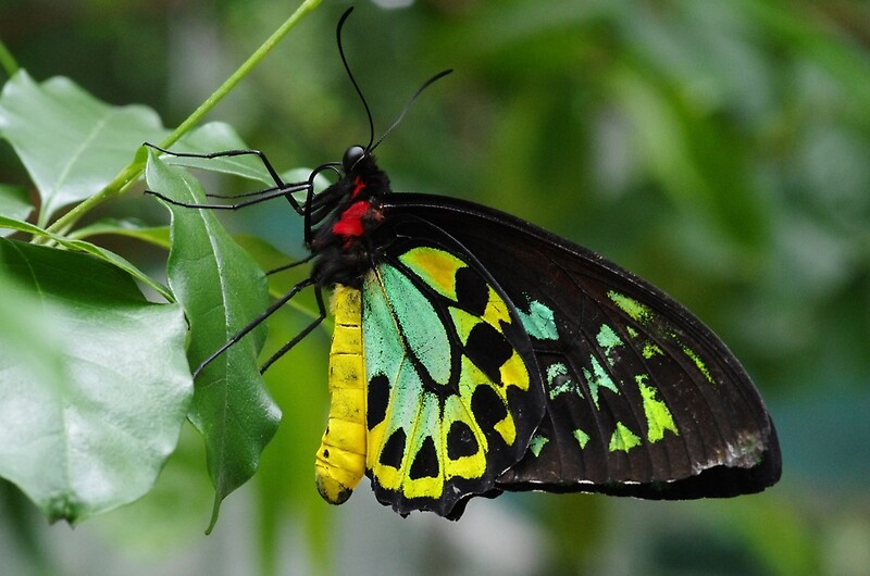"Melbourne Zoo - Butterfly House" by Dean Osborne | Redbubble