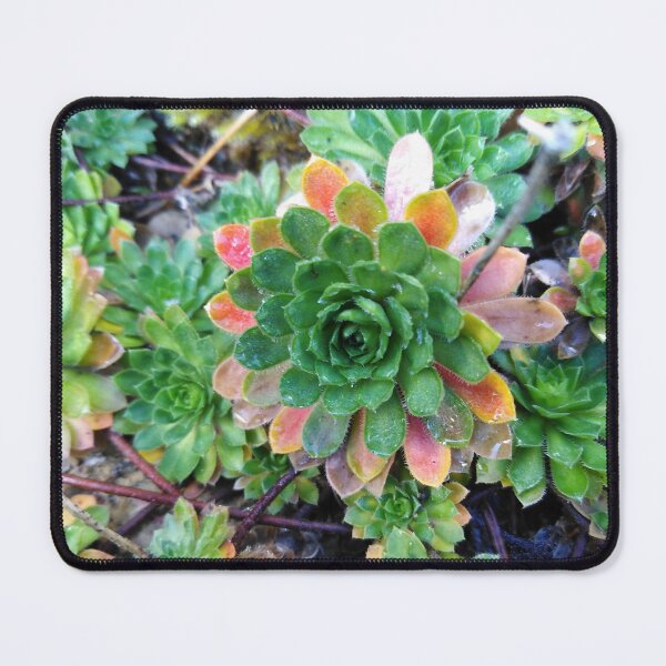 Item preview, The magic of Fairyland is right here designed and sold by Raigitam.