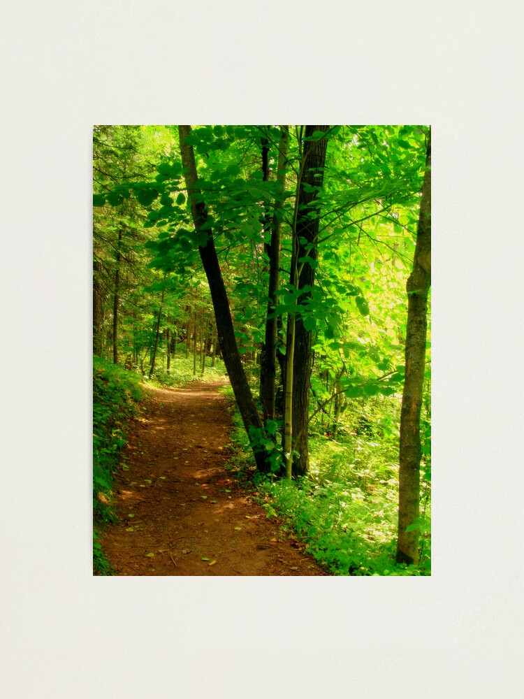 Alternate view of Your Path Photographic Print