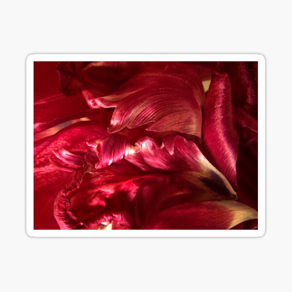 Tulip Sticker