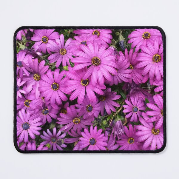 Item preview, Osteospermum designed and sold by Floral-Art.
