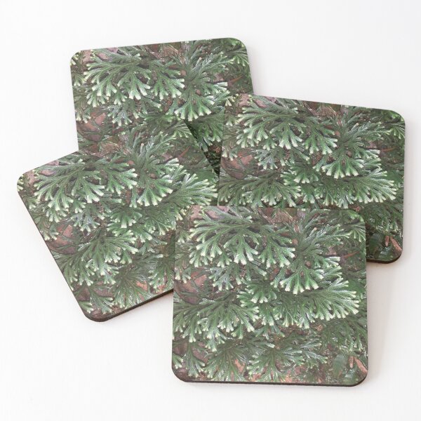 Item preview, Green and White Selaginella designed and sold by Floral-Art.