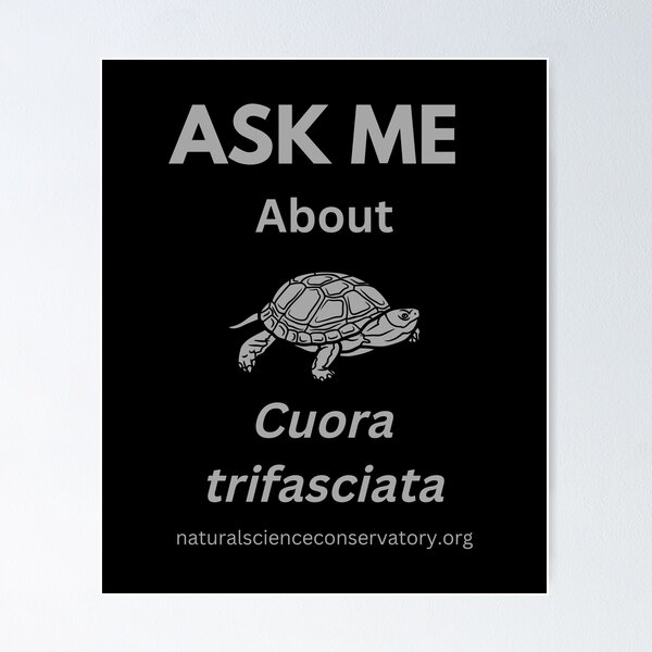 Item preview, Ask Me About Cuora trifasciata (Chinese Three-striped Box Turtle) designed and sold by Discovered.