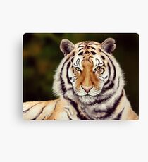 Tiger Leinwanddruck