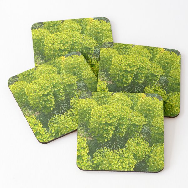 Item preview, Green Euphorbia flowers designed and sold by Floral-Art.