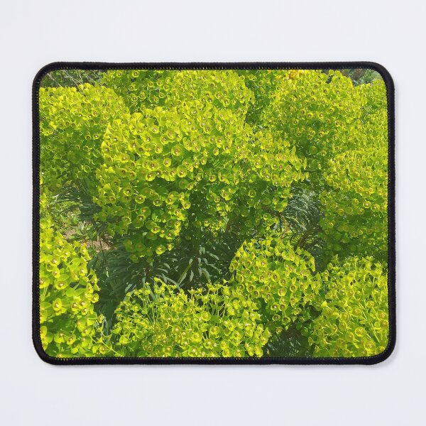 Item preview, Green Euphorbia flowers designed and sold by Floral-Art.