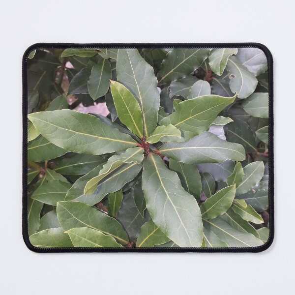 Item preview, laurus nobilis (Bay leaves) designed and sold by Floral-Art.