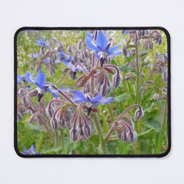 Item preview, Borago officinalis designed and sold by Floral-Art.
