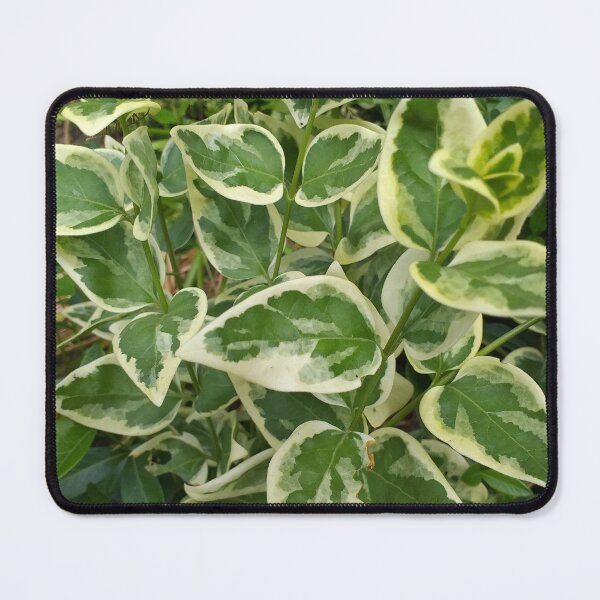 Item preview, Variegated Vinca designed and sold by Floral-Art.