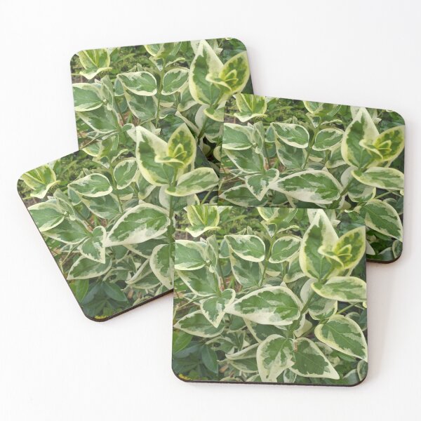 Item preview, Variegated Vinca designed and sold by Floral-Art.