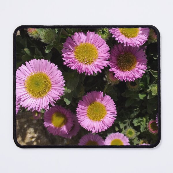 Item preview, Erigeron glaucus designed and sold by Floral-Art.