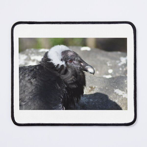 Item preview, Female Condor designed and sold by MarieDarcy97.
