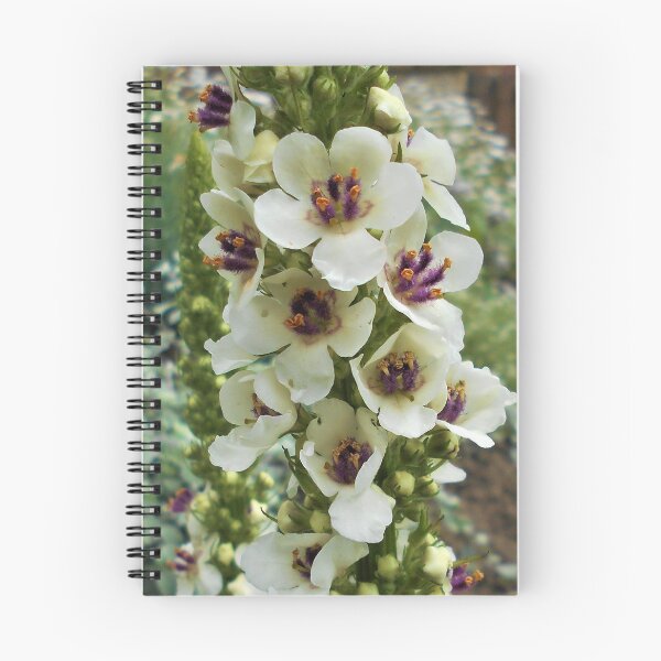 Item preview, Verbascum chaixii-album designed and sold by Floral-Art.