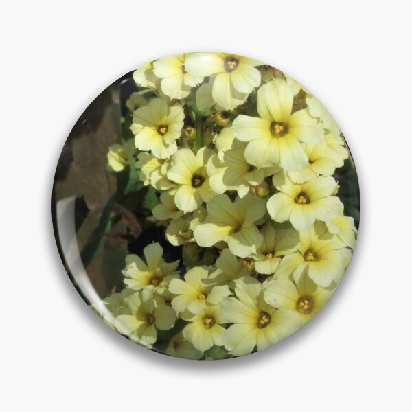 Item preview, Sisyrinchium striatum  designed and sold by Floral-Art.