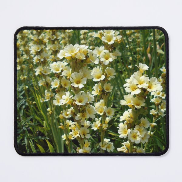Item preview, Satin flower (Sisyrinchium striatum) designed and sold by Floral-Art.