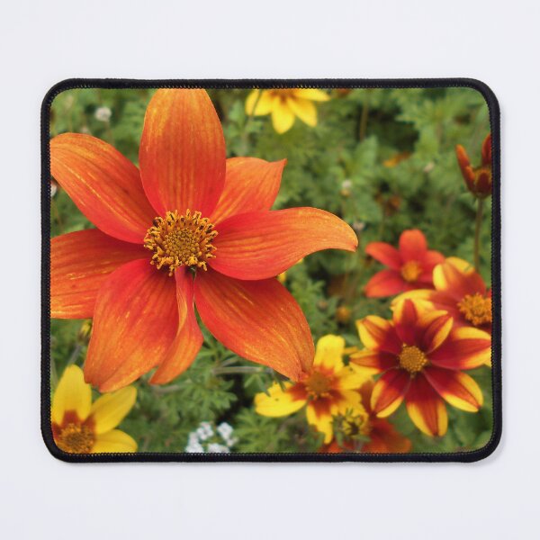 Item preview, Bidens Flowers designed and sold by Floral-Art.