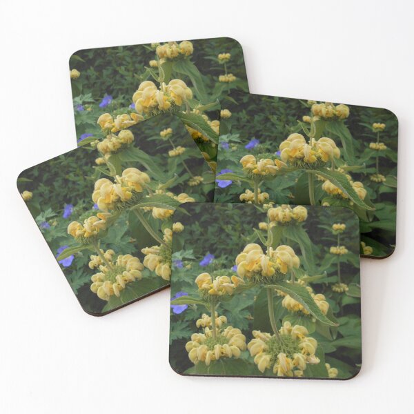 Artikelvorschau, Phlomis russeliana Blumen entworfen und verkauft von Floral-Art.