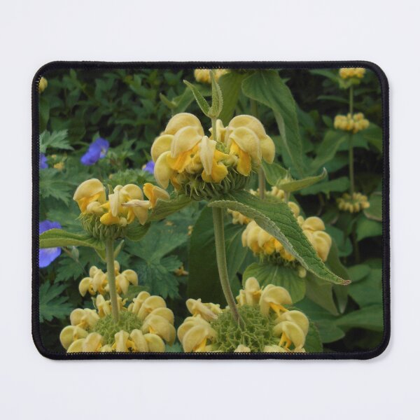 Item preview, Phlomis russeliana Flowers designed and sold by Floral-Art.