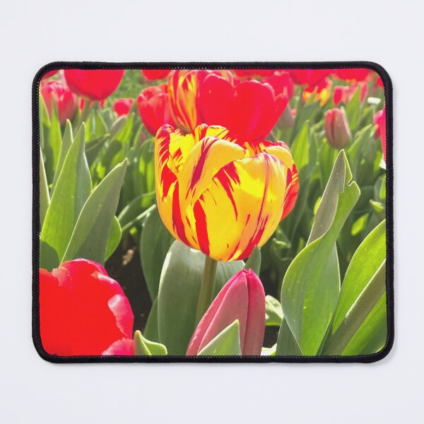 Item preview, Yellow Tulip in a field full of Red Tulips  designed and sold by Jenie Yolland.