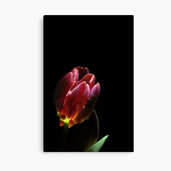 beauty comes from within Canvas Print