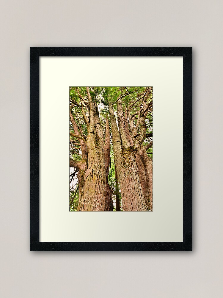 Art print POSTER CANVAS Trunk And Lower Branches of Giant Redwood
