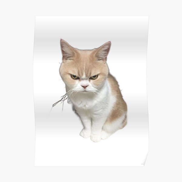Cute Grumpy Cat Cat Meme Poster For Sale By Pusla Redbubble 2567