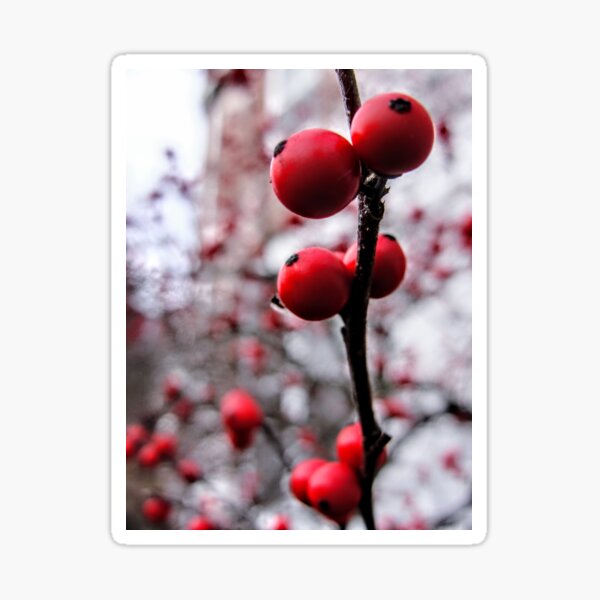 Winter berries Sticker