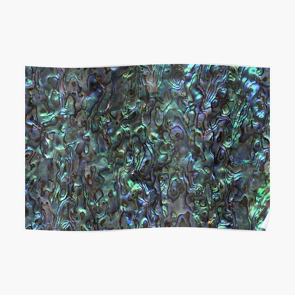 Abalone Shell | Paua Shell | Seashell Patterns | Sea Shells | Natural | Poster