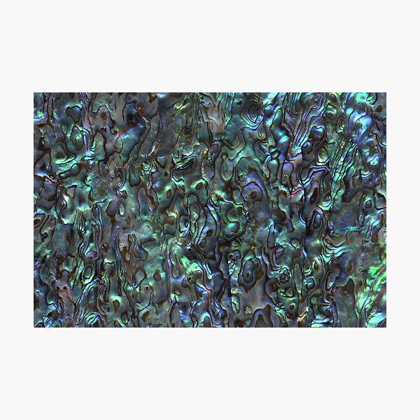 Abalone Shell | Paua Shell | Seashell Patterns | Sea Shells | Natural | Photographic Print