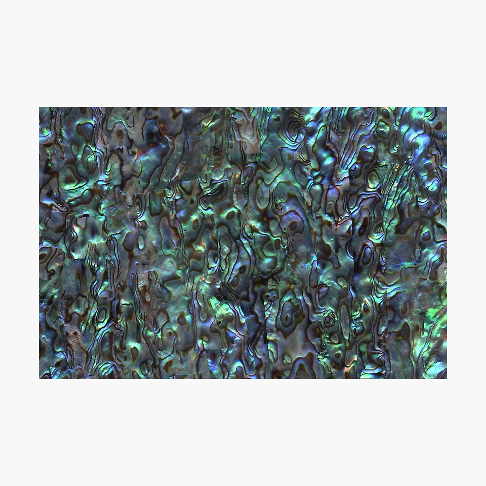 Abalone Shell | Paua Shell | Seashell Patterns | Sea Shells | Natural | Photographic Print