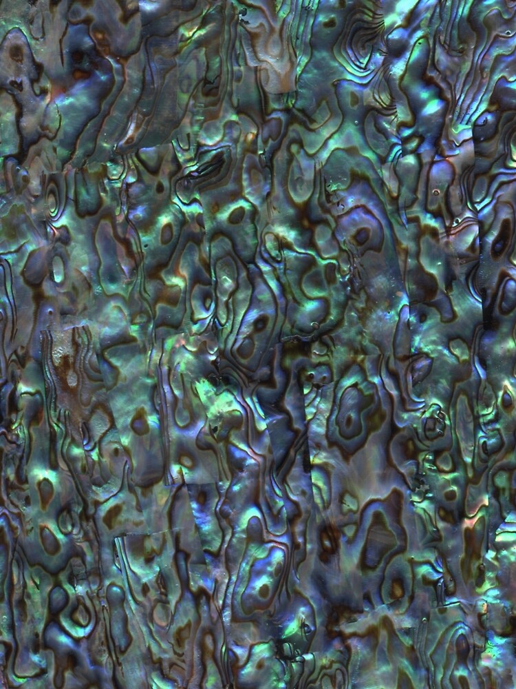 Abalone Shell | Paua Shell | Seashell Patterns | Sea Shells | Natural | by EclecticAtHeART