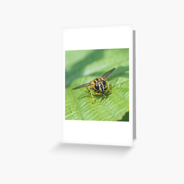 Sun Fly Greeting Card