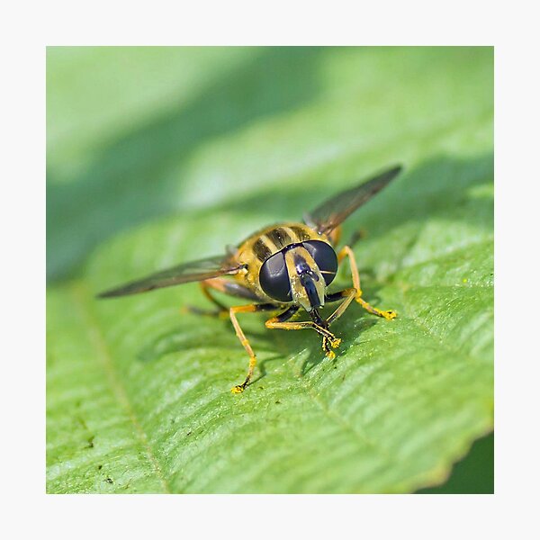 Sun Fly Photographic Print