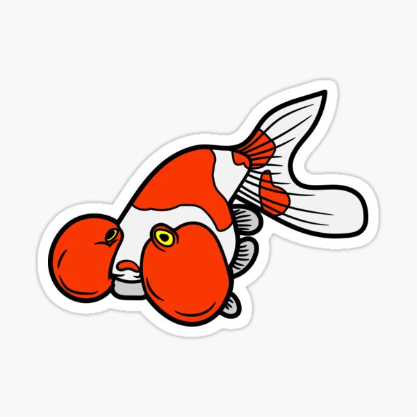 "bubble eye goldfish" Sticker for Sale by Animster Redbubble